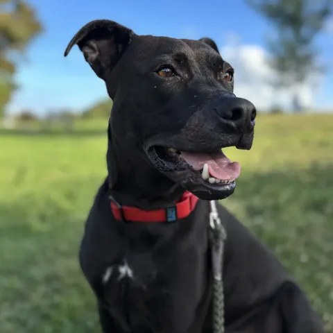 Gus, a black dog in a red collar, sitting in a sunny field